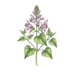 Horny Goat Weed &ndash; Watercolor Botanical Illustration for Energy, Vitality, and Herbal Supplement Packaging
