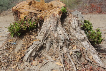 Weathered Tree Stump with New Green Sprouts