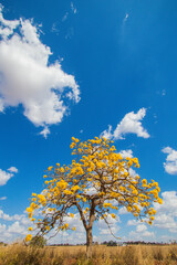 Brazilian Savannah Yellow Flower
Very yellow, this flower is common in brazilian savannah.