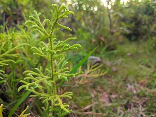 Lush Green Forest Ground Plants