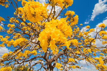Brazilian Savannah Yellow Flower
Very yellow, this flower is common in brazilian savannah.