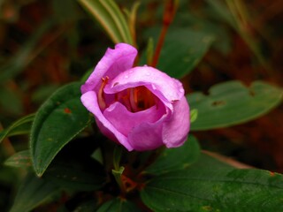 Close-Up of purple wildflower bud with dew drops