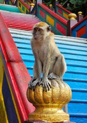 Macaque on the steps of Batu caves, Malaysia, Kuala Lumpur