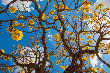 Brazilian Savannah Yellow Flower
Very yellow, this flower is common in brazilian savannah.