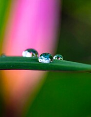 Water droplets on a leaf, vibrant background