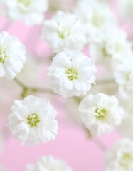 Fototapeta premium Delicate Baby’s Breath Flowers on Soft Pink Background – floral macro for greeting cards, romantic design, spring content