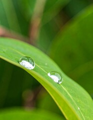 Water droplets on vibrant green leaf