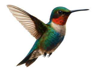 Fototapeta premium Vivid hummingbird with green, blue, and red plumage captured in mid-flight with wings outstretched on transparent background.