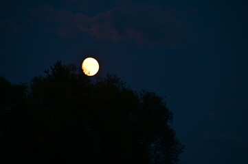 The moon in the night sky and the silhouette of the trees.