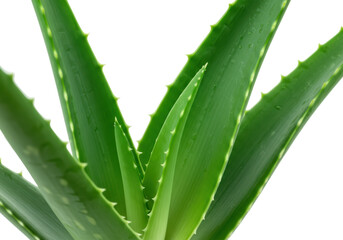 Fototapeta premium Isolated Close-up of Aloe Vera Plant with Water Droplets