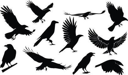 Obraz premium bird, silhouette, vector, eagle, flying, animal, illustration, wing, nature, fly, birds, dove, hawk, feather, black, pigeon, wild, wings, crow, symbol, wildlife, icon, art, tattoo, design