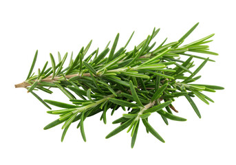 Sprig of Fresh Rosemary, Isolated