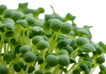 Isolated Microgreens Seedlings Close-up with Fresh Green Leaves