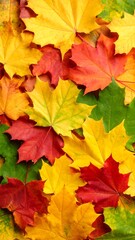 Fototapeta premium Vibrant autumn leaves (2)
