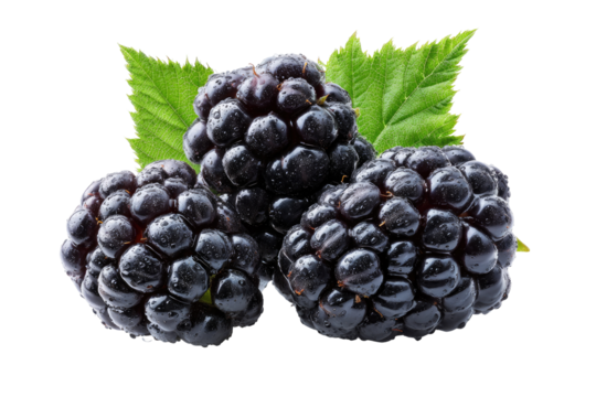 Close-up of three plump blackberries, glistening with moisture, nestled together with fresh green leaves