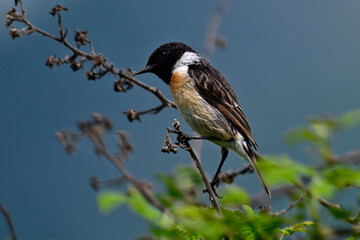 Schwarzkehlchen -Männchen // European stonechat - male (Saxicola rubicola)