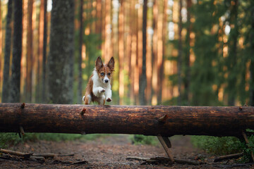 A Border pap jumps gracefully over a log in a dense forest. The dynamic pose highlights the dog...