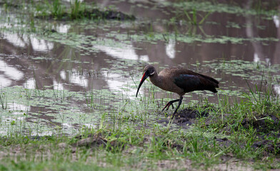 Hadada ibis in the Okavango delta