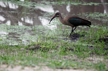 Hadada ibis in the Okavango delta