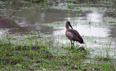 Hadada ibis in the Okavango delta
