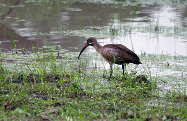 Hadada ibis in the Okavango delta