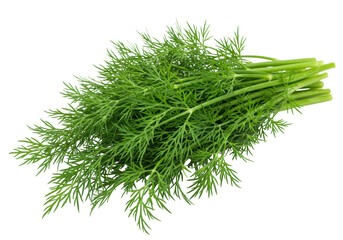 Isolated Bunch of Fresh Dill Herb for Culinary Seasoning and Flavor