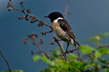 European stonechat - male // Schwarzkehlchen -M&auml;nnchen (Saxicola rubicola)