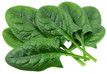 Isolated Fresh Spinach Leaves Bunch for Healthy Food