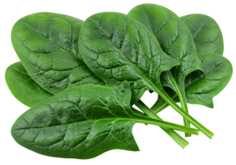 Isolated Fresh Spinach Leaves Bunch for Healthy Food