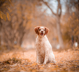 Single Brittany Spaniel with white and red fur sits on orange leaves in golden forest, looking into distance with tongue slightly out.sitting alone in forest on autumn leaf-covered path with tongue 
