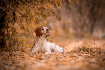 Single Brittany Spaniel with relaxed body posture rests among dry orange leaves in golden forest,...
