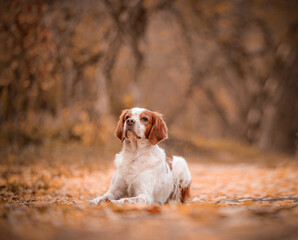 Dog captured in peaceful moment while resting on warm leaves. Focus on profile and fur texture, set...