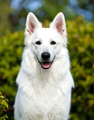 Obraz premium White dog portrait, outdoor setting