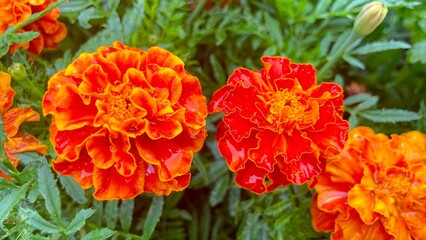 Marigolds rejected after rain in the garden