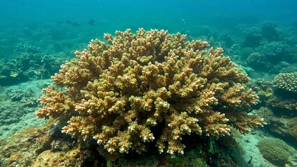 Obraz premium A Beautiful Coral Colony in a Shallow Tropical Ocean with Blue Water