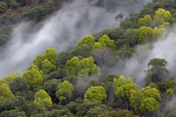 Misty forest canopy view