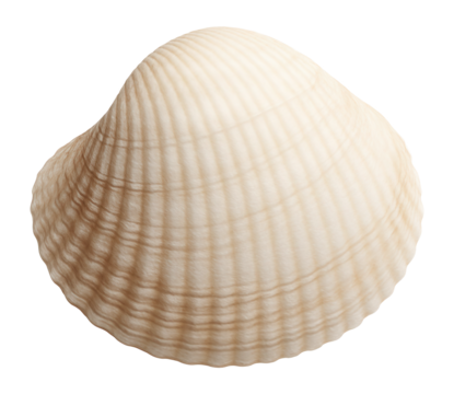 Realistic detailed image of a beige seashell showcasing intricate textures and natural patterns on transparent background.