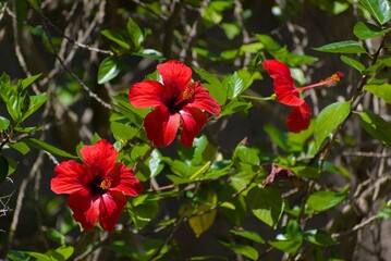 Red Hibiscus Flowers in Bloom