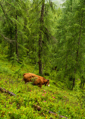 Cow standing in high altitude conifer forest in Dolomite Mountains, Italy. Peaceful alpine nature...