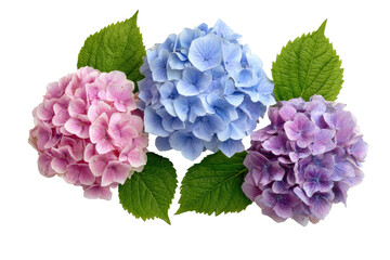 Three hydrangea blossoms in varying shades of pink and blue, arranged in a horizontal row, with vibrant green leaves