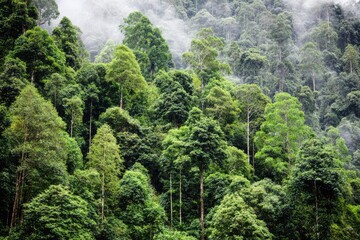 Lush green forest canopy with misty mountain backdrop