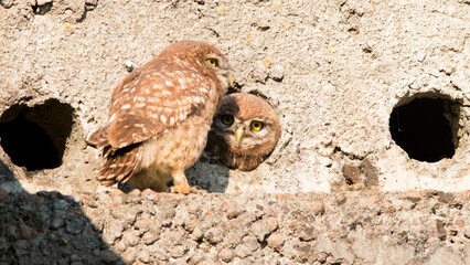 great horned owl