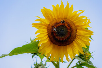 Selective focus of sunflower with bumblebee under blue sky, Helianthus is a genus comprising about...