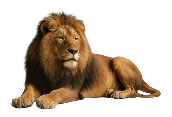Fototapeta premium Majestic adult male lion with a full mane lying down, looking to the side on transparent background.