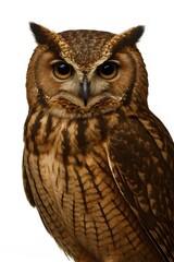 Obraz premium Brown Owl Close-Up