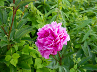 Obraz premium Shocking Pink Peony Blooming Brilliantly Amid Fresh Green Leaves