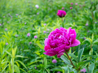 Shocking Pink Peony Blooming Brilliantly Amid Fresh Green Leaves