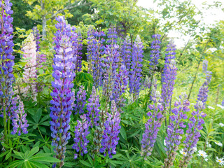 Cluster of Purple Lupines Blooming in the Shade of Trees