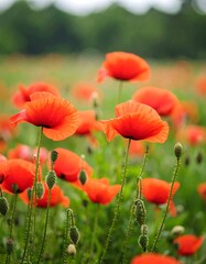 Fototapeta premium Vibrant poppy field