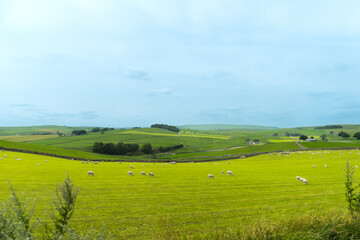Fototapeta premium Pastoral Peak District landscape – rolling green hills, dry-stone walls and grazing sheep in summer, Derbyshire, England